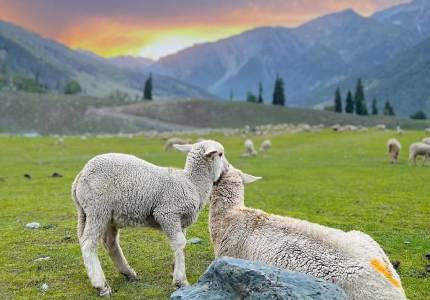 Mesmerizing Srinagar Holiday – 6 Days